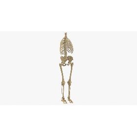 3D Real Human Rib Cage Spine Female Pelvis and Leg Bones Anatomy With Intervertibral Disks model